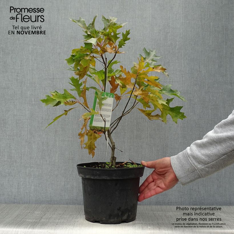 Example of Quercus palustris Isabel - Sumpf-Eiche Topf mit 4L/5L as you get in automne