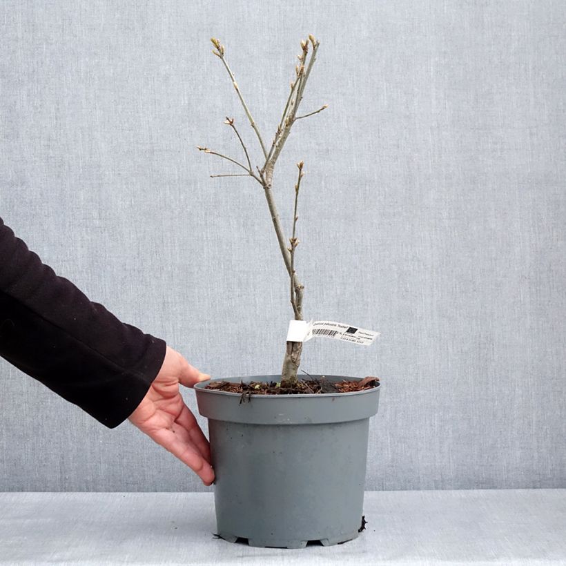 Exemplar von Quercus palustris Isabel - Sumpf-Eiche Topf mit 4L/5L wie im Frühjahr geliefert