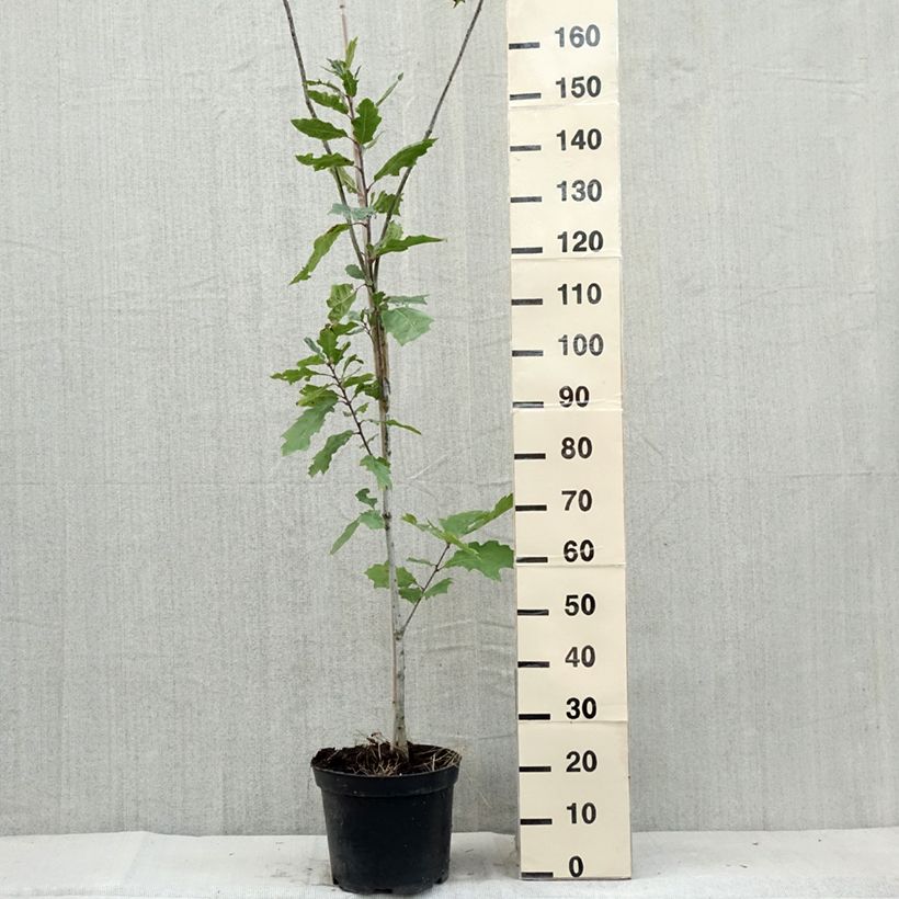 Example of Quercus palustris Betty Jean - Sumpf-Eiche Topf mit 7,5L/10L as you get in ete