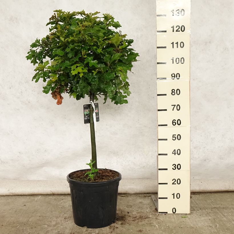 Example of Quercus palustris Green Dwarf - Sumpf-Eiche Topf mit 18L/20L as you get in ete