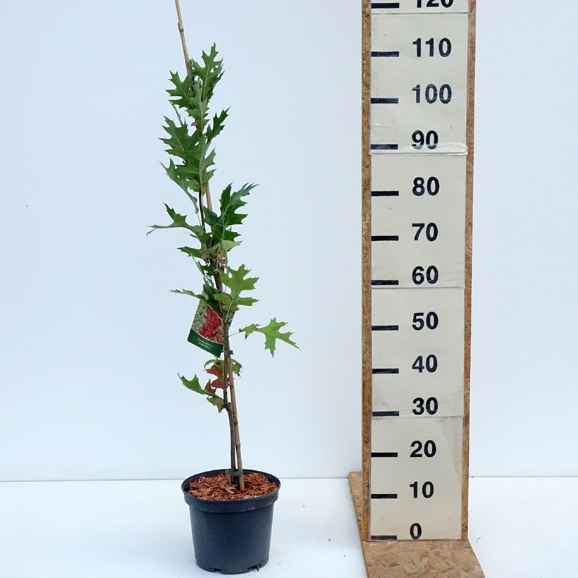 Exemplar von Quercus palustris Green Pillar 'Pringreen - Sumpf-Eiche Topf mit 4L/5L wie im Herbst geliefert