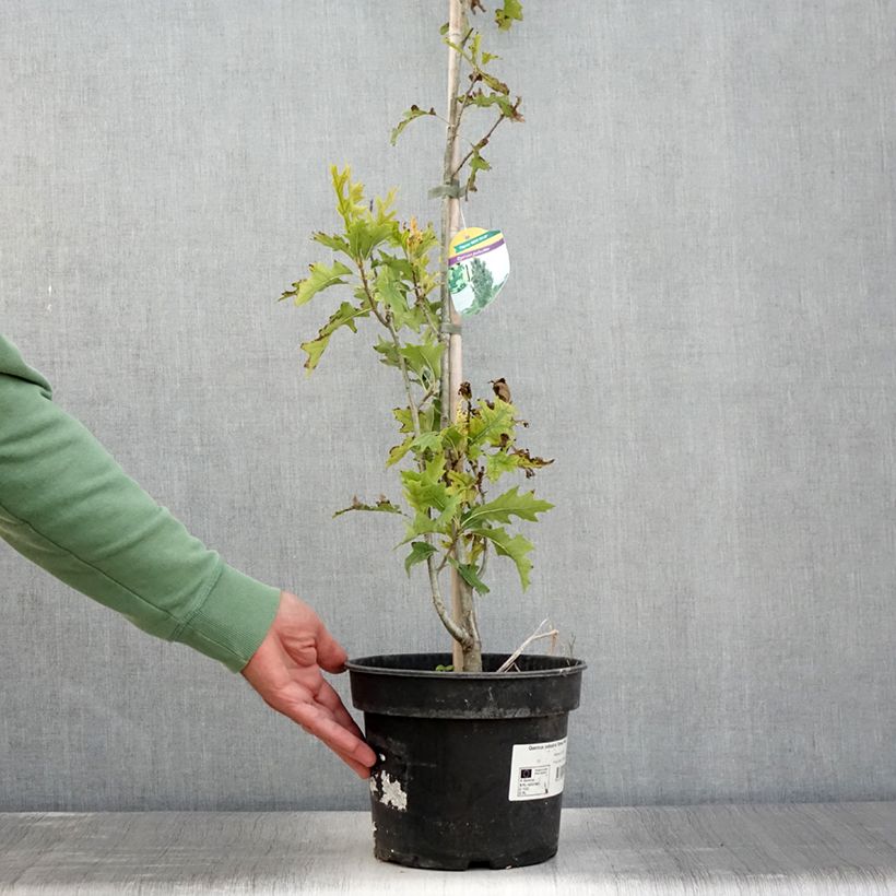 Example of Quercus palustris Green Pillar 'Pringreen - Sumpf-Eiche Topf mit 4L/5L as you get in ete
