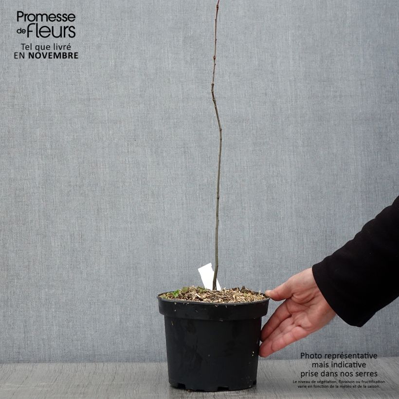 Example of Quercus palustris - Sumpf-Eiche Topf mit 3L/4L as you get in automne