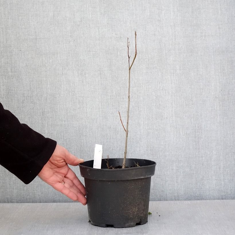 Exemplar von Quercus palustris - Sumpf-Eiche Topf mit 3L/4L wie im Frühjahr geliefert