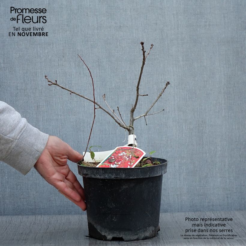 Example of Quercus coccinea Splendens - Scharlach-Eiche Topf mit 4L/5L as you get in automne