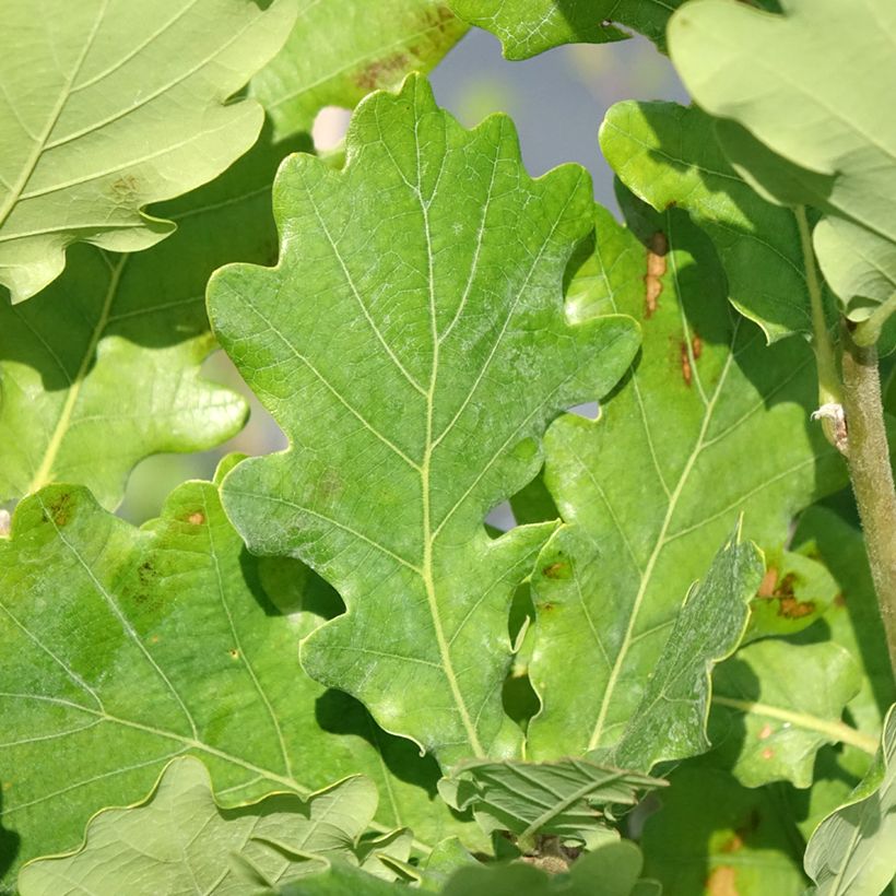 Quercus robur Monument - Stiel-Eiche (Foliage)