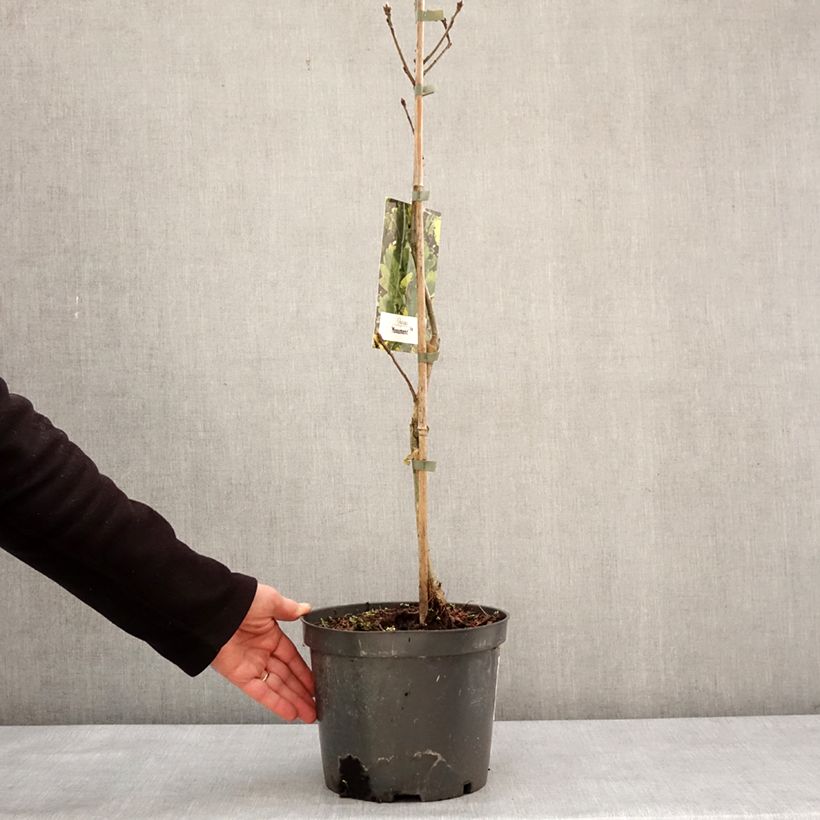 Example of Quercus robur Monument - Stiel-Eiche Topf mit 4L/5L as you get in hiver