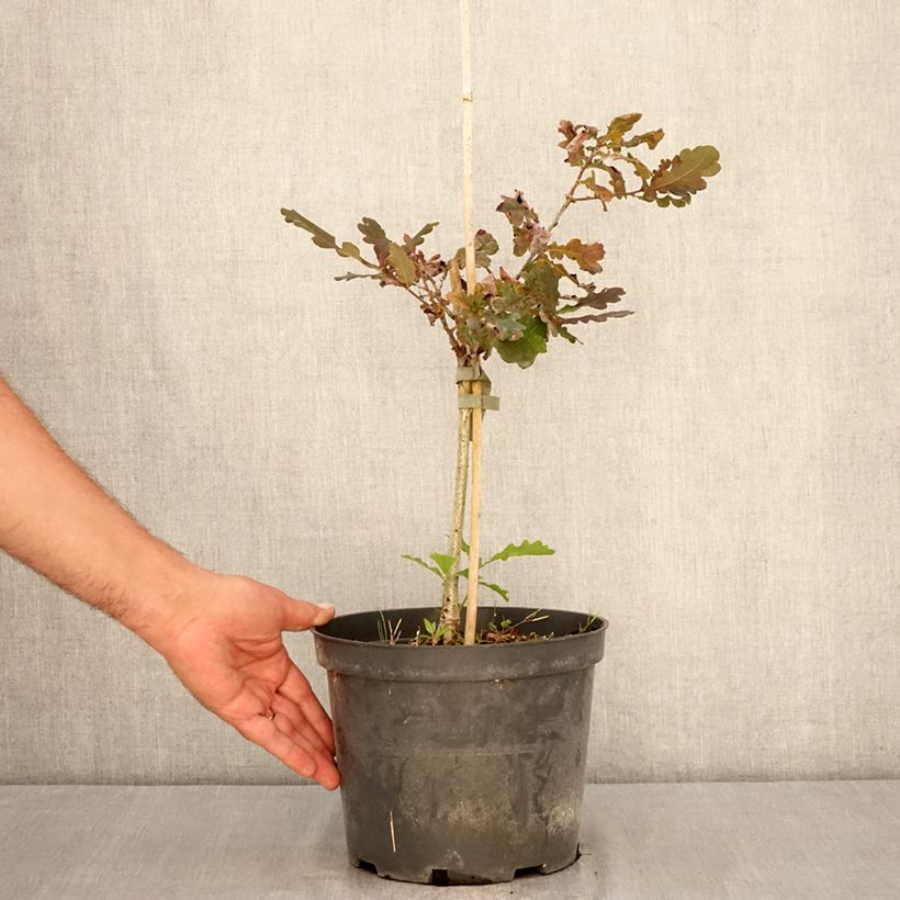 Example of Quercus robur Atropurpurea - Stiel-Eiche Topf mit 4L/5L as you get in ete
