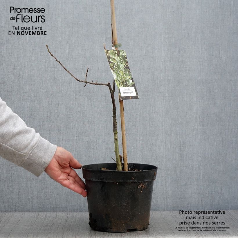 Example of Quercus robur Argenteomarginata - Stiel-Eiche Topf mit 4L/5L as you get in automne