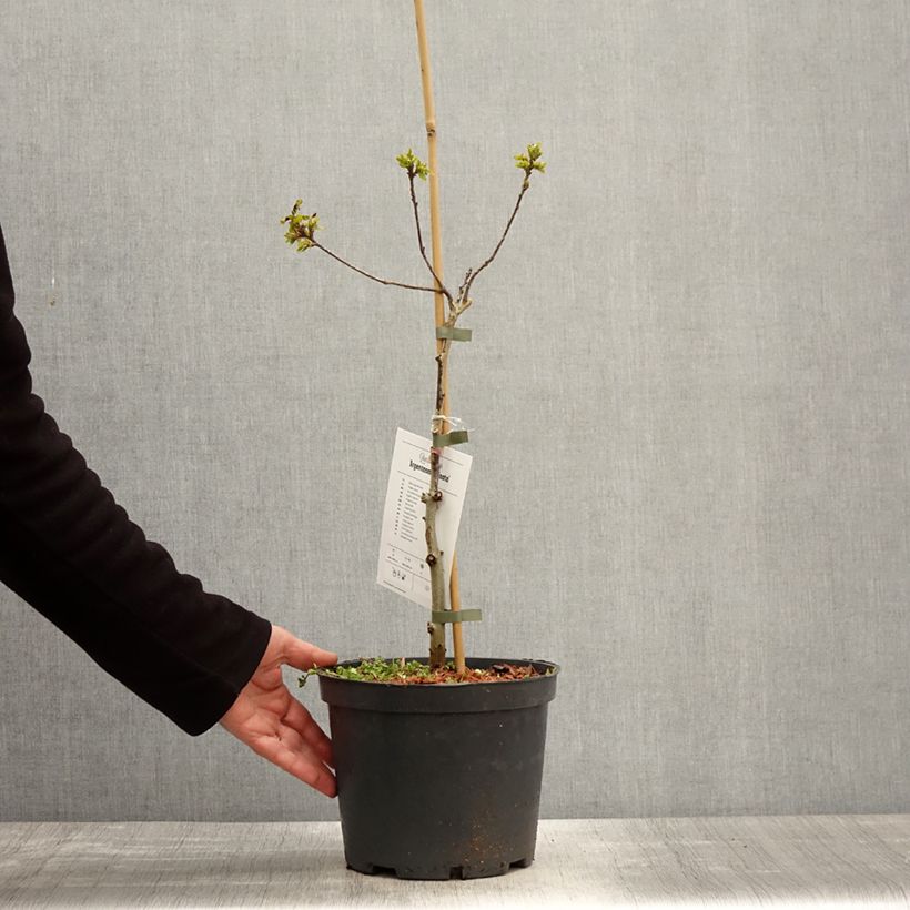 Exemplar von Quercus robur Argenteomarginata - Stiel-Eiche Topf mit 4L/5L wie im Frühjahr geliefert