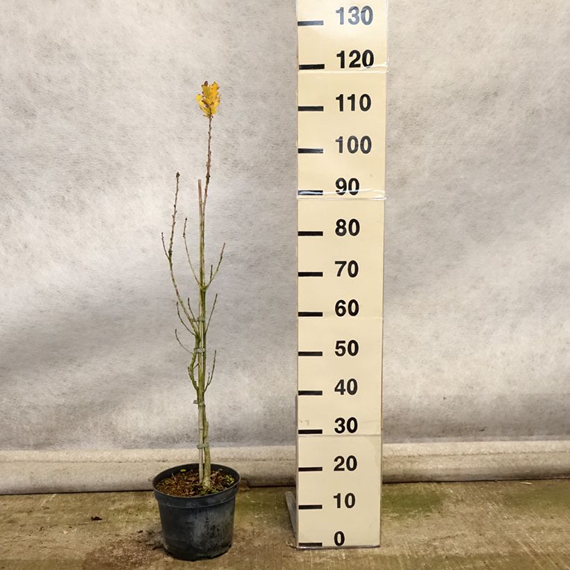 Example of Quercus robur Fastigiata - Stiel-Eiche Topf mit 4L/5L as you get in automne