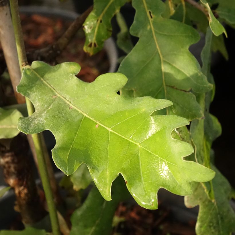 Quercus robur Jan Zamoyski - Stiel-Eiche (Foliage)