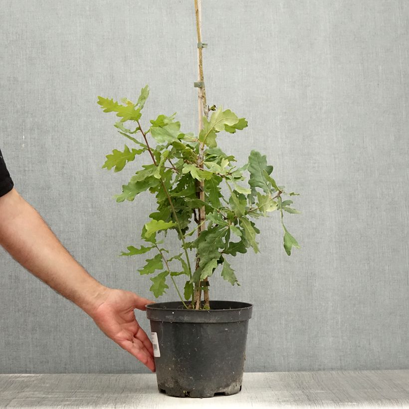 Example of Quercus robur Jan Zamoyski - Stiel-Eiche Topf mit 4L/5L as you get in ete