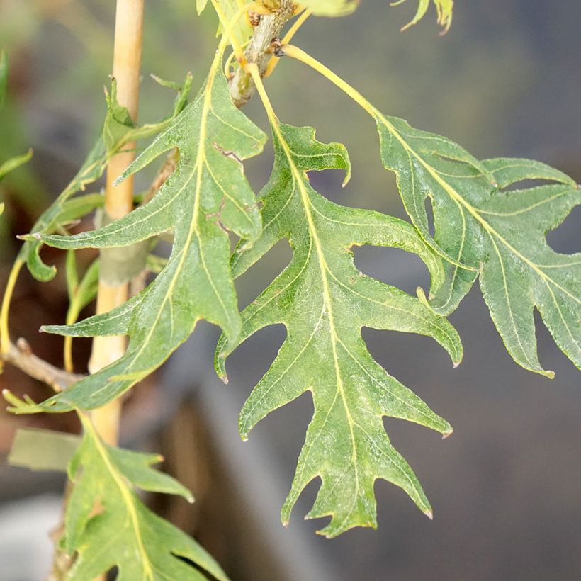 Quercus robur Miky - Stiel-Eiche (Foliage)
