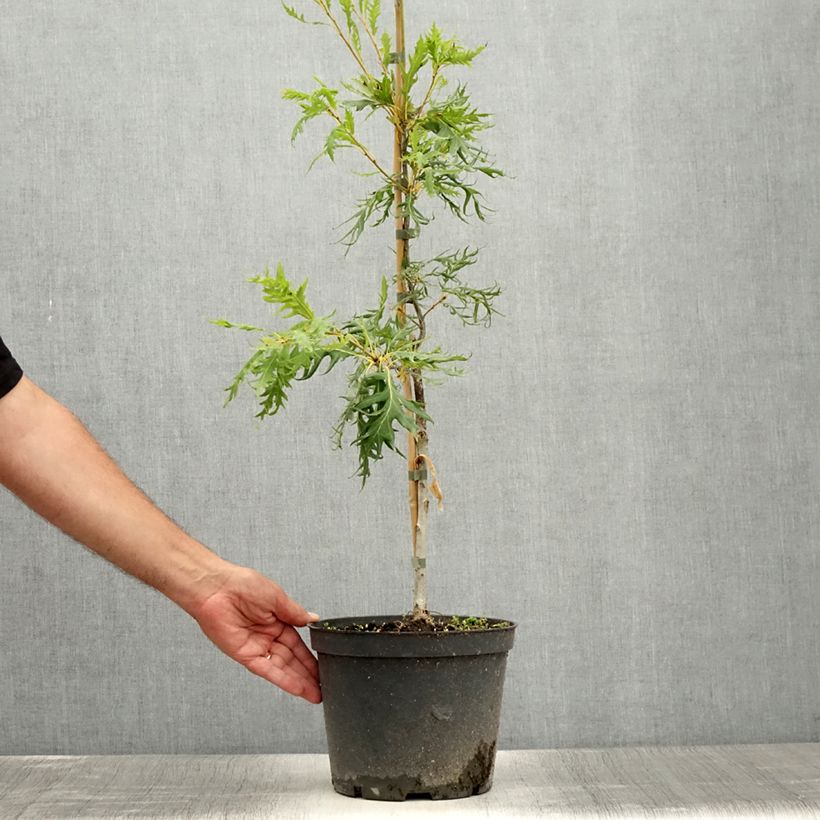 Example of Quercus robur Miky - Stiel-Eiche Topf mit 4L/5L as you get in ete