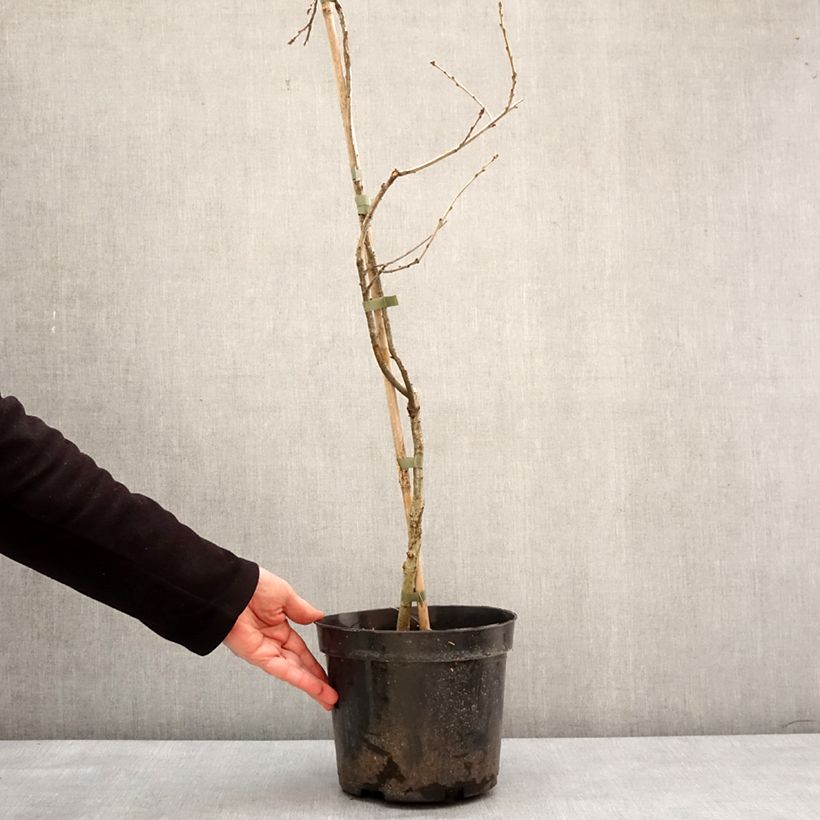 Exemplar von Quercus robur Miky - Stiel-Eiche Topf mit 4L/5L wie im Winter geliefert