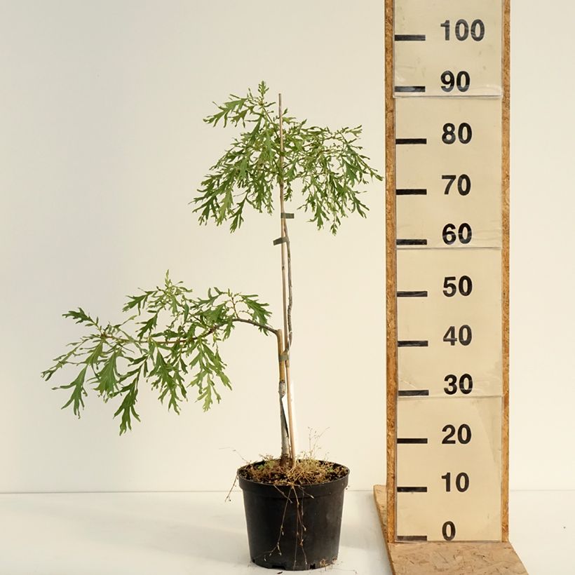 Example of Quercus robur Posnania - Stiel-Eiche Topf mit 4L/5L as you get in ete