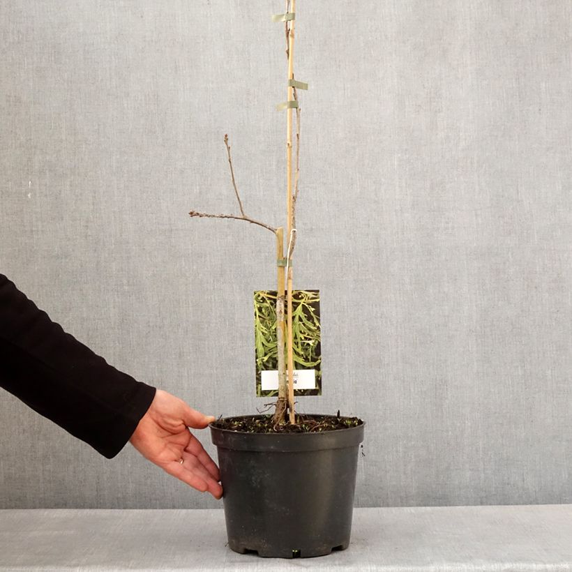 Exemplar von Quercus robur Posnania - Stiel-Eiche Topf mit 4L/5L wie im Frühjahr geliefert