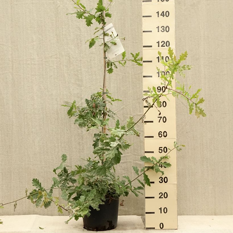 Example of Quercus robur - Stiel-Eiche Topf mit 7,5L/10L as you get in ete