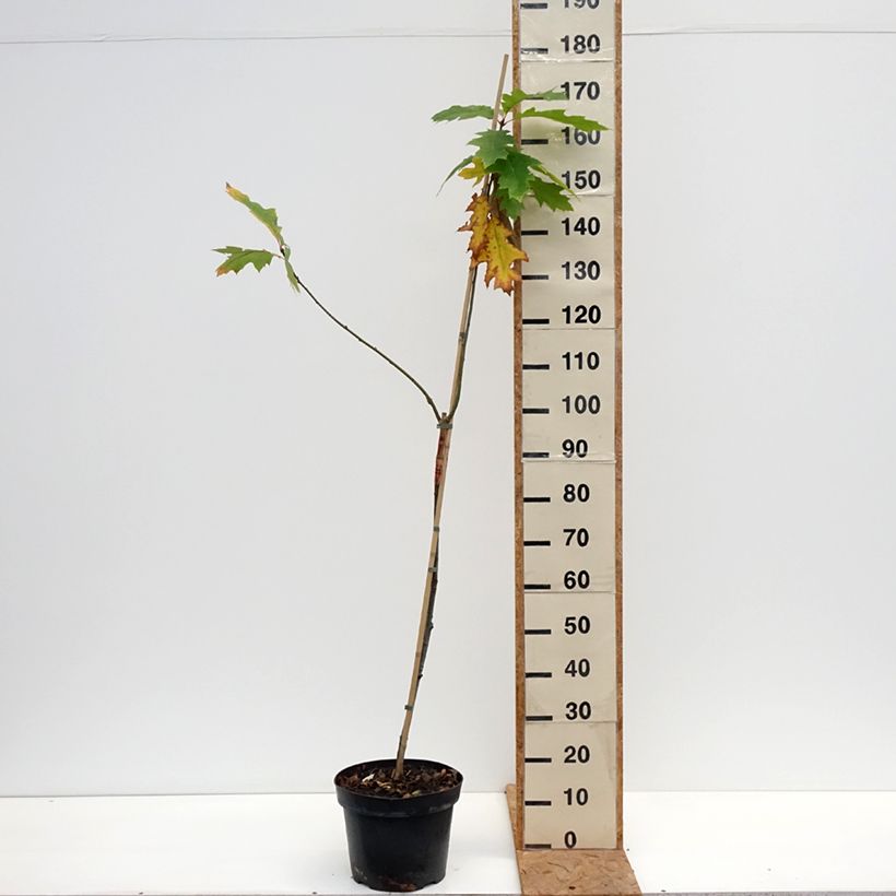 Exemplar von Quercus rubra Boltes Gold - Roteiche Topf mit 7,5L/10L wie im Herbst geliefert