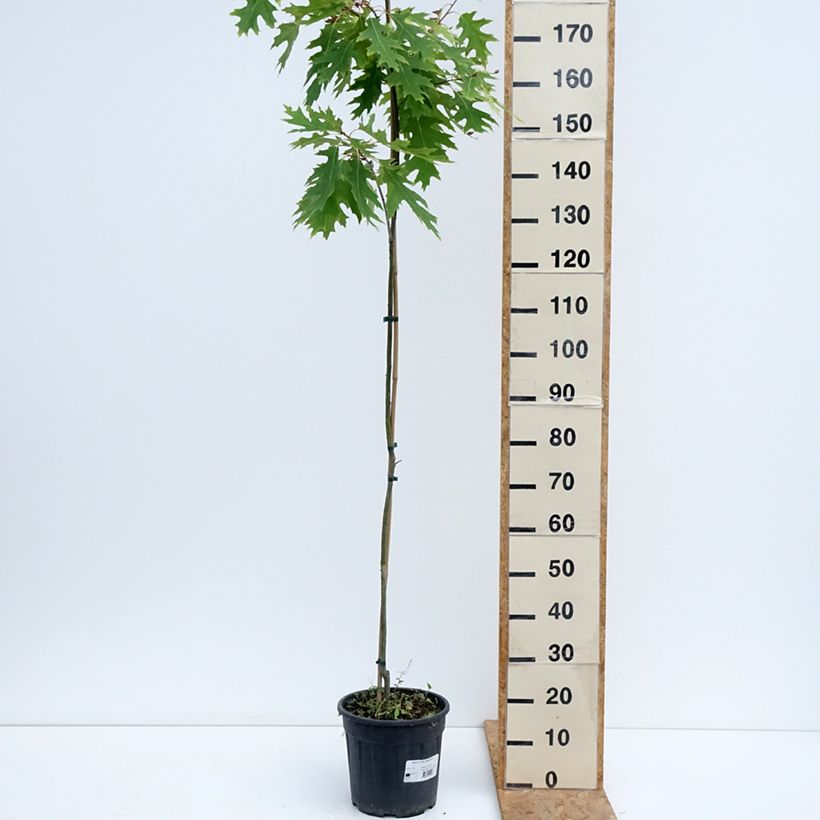 Example of Quercus rubra Boltes Gold - Roteiche Topf mit 7,5L/10L as you get in ete