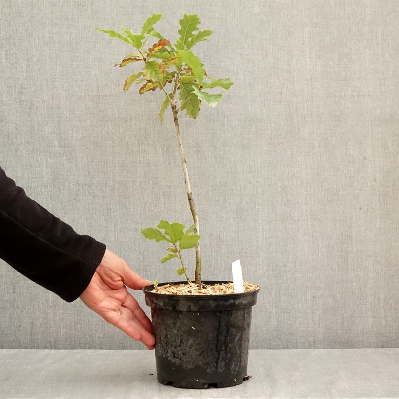 Exemplar von Quercus petraea - Trauben-Eiche Topf mit 2L/3L wie im Herbst geliefert