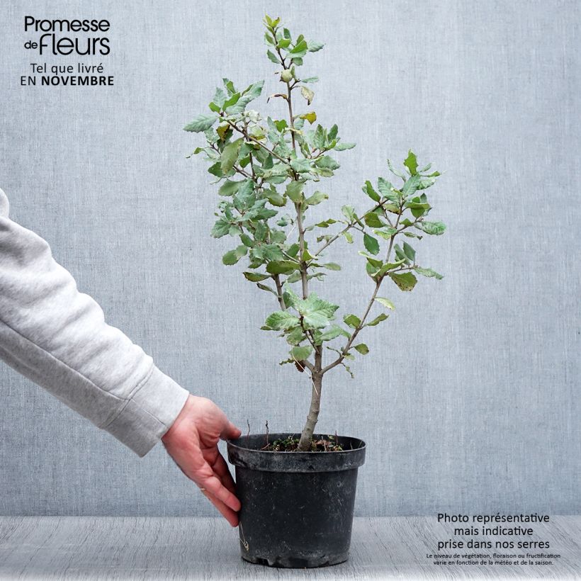 Example of Quercus ilex - Stein-Eiche Topf mit 3L/4L as you get in automne