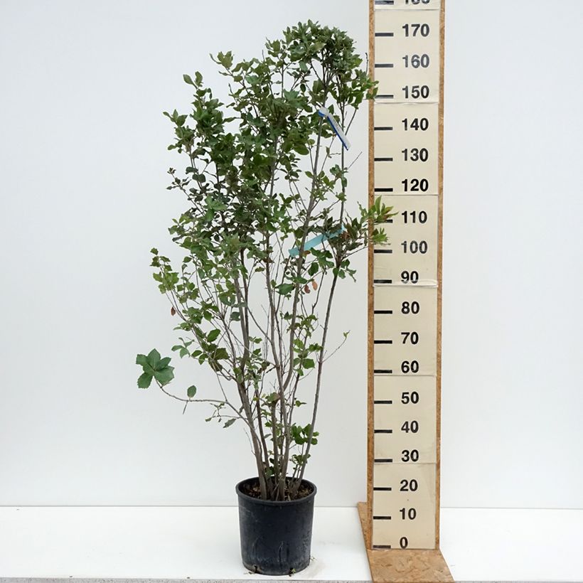 Example of Quercus ilex - Stein-Eiche Topf mit 7,5L/10L as you get in ete