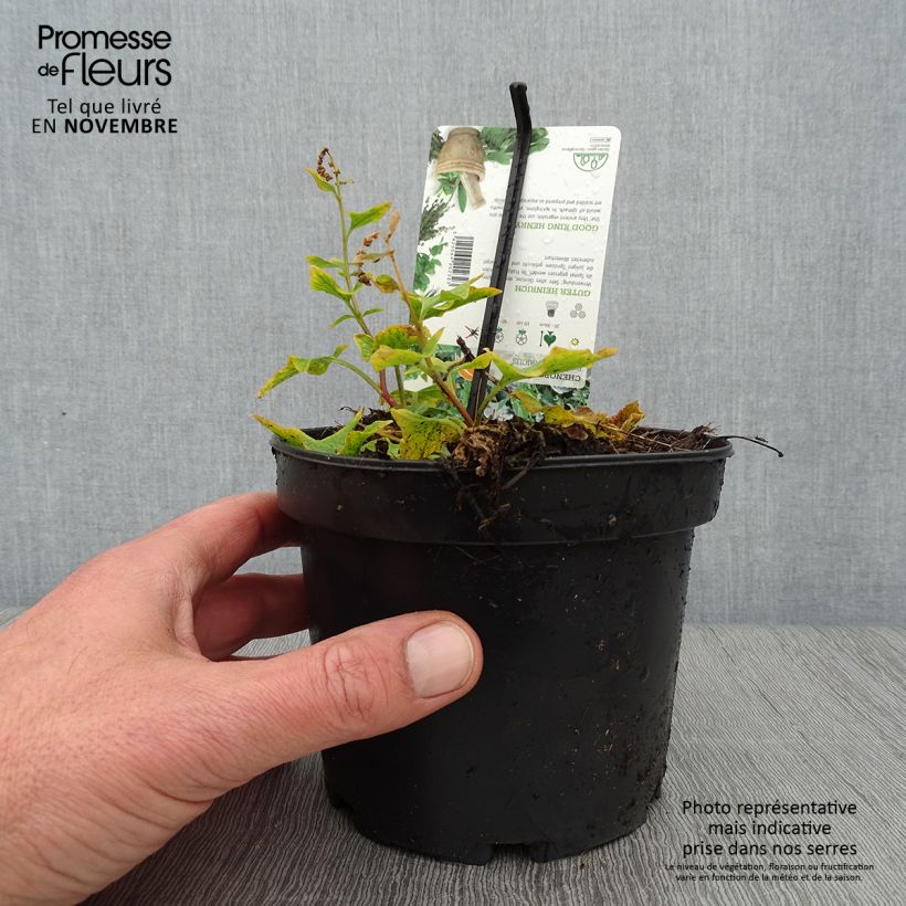 Example of Guter Heinrich (Pflanzen) - Chenopodium bonus-henricus Topf mit 1,5L/2L as you get in automne