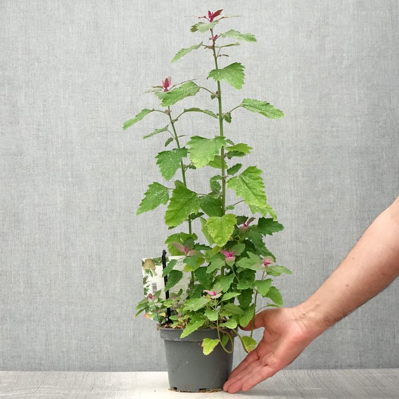 Example of Spinatbaum - Chenopodium giganteum Topf mit 1,5L/2L as you get in ete