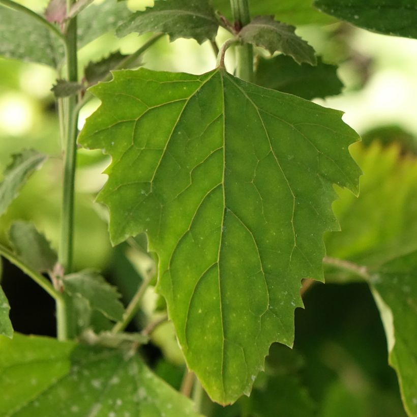 Spinatbaum - Chenopodium giganteum (Foliage)