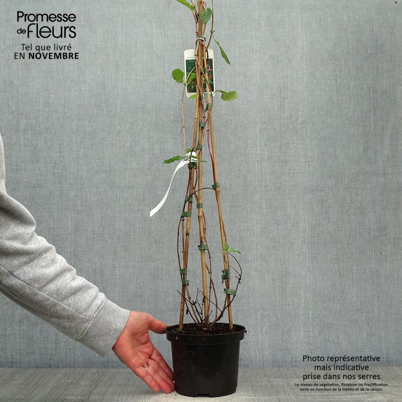 Example of Lonicera periclymenum Belgica Select - Wald-Geißschlinge Topf mit 1,5L/2L as you get in automne