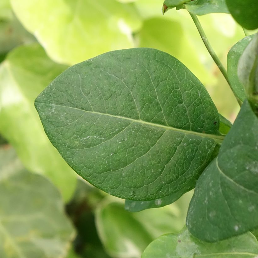 Lonicera periclymenum Belgica Select - Wald-Geißschlinge (Foliage)
