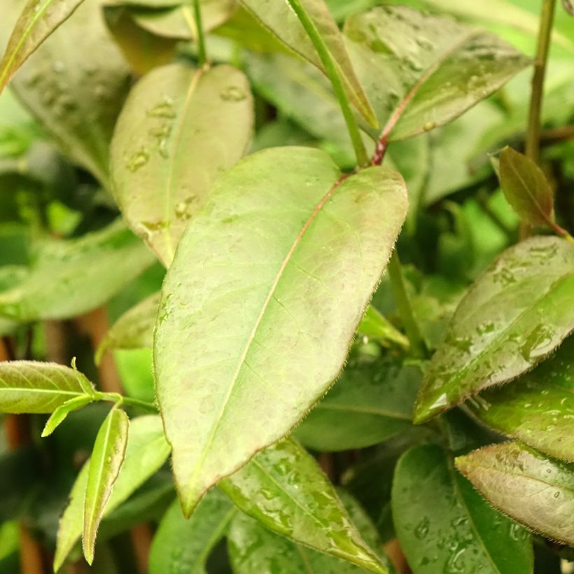 Lonicera henryi Copper Beauty - Immergrünes Geißblatt (Foliage)