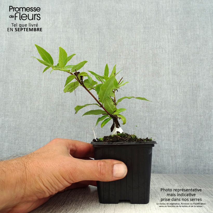 Example of Lonicera henryi - Immergrünes Geißblatt Kleine Töpfe von 8/9 cm as you get in ete