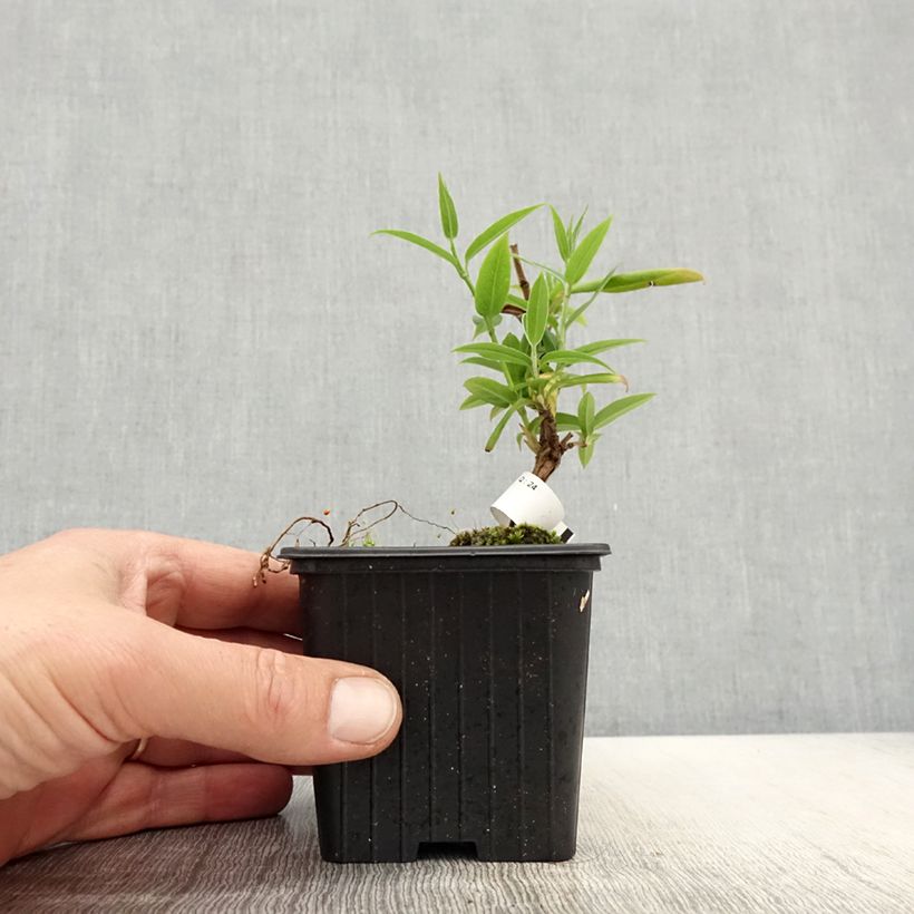 Exemplar von Lonicera henryi - Immergrünes Geißblatt Kleine Töpfe von 8/9 cm wie im Frühjahr geliefert