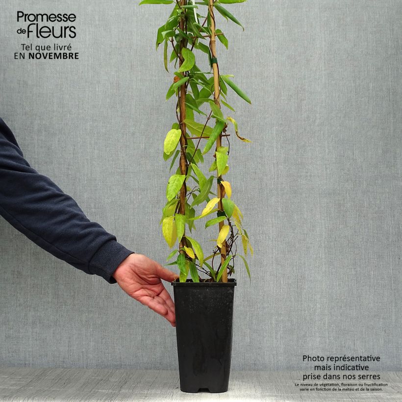 Example of Lonicera henryi - Immergrünes Geißblatt Topf mit 2L/3L as you get in automne