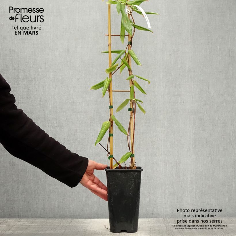 Exemplar von Lonicera henryi - Immergrünes Geißblatt Topf mit 2L/3L wie im Frühjahr geliefert