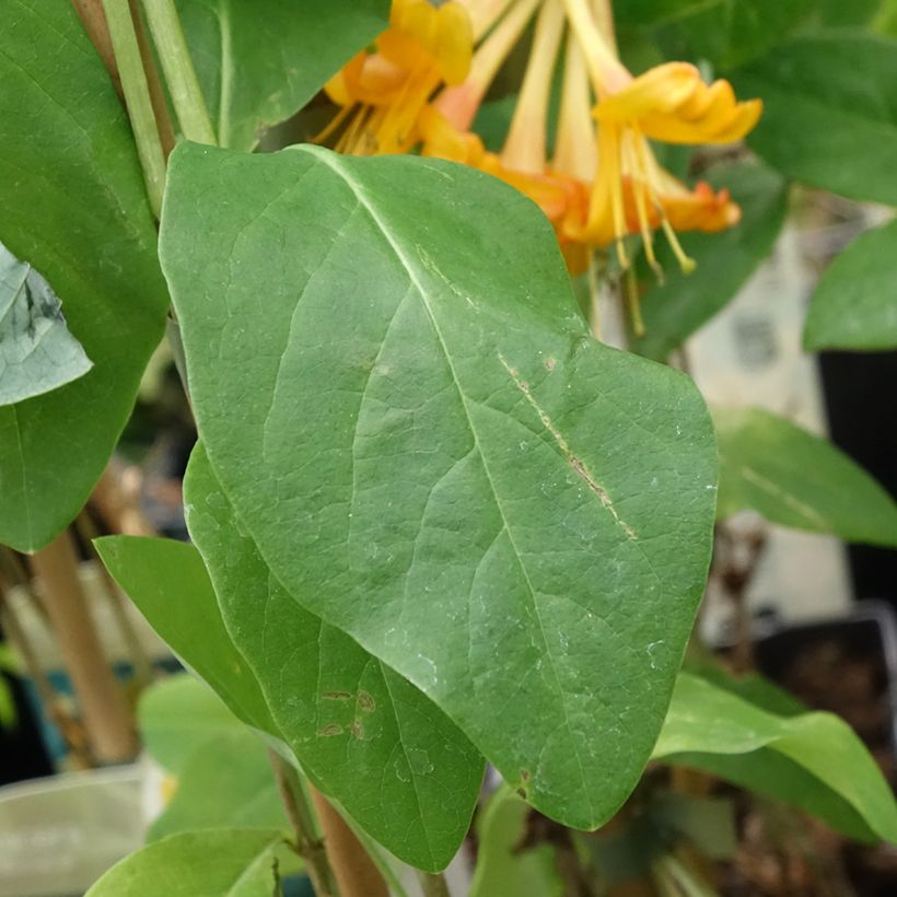 Lonicera tellmaniana - Gold-Geißblatt (Foliage)