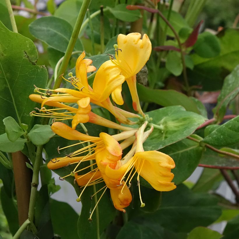 Lonicera tellmaniana - Gold-Geißblatt (Flowering)