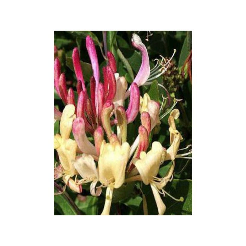 Lonicera henryi Caprilia Ever - Immergrünes Geißblatt (Flowering)