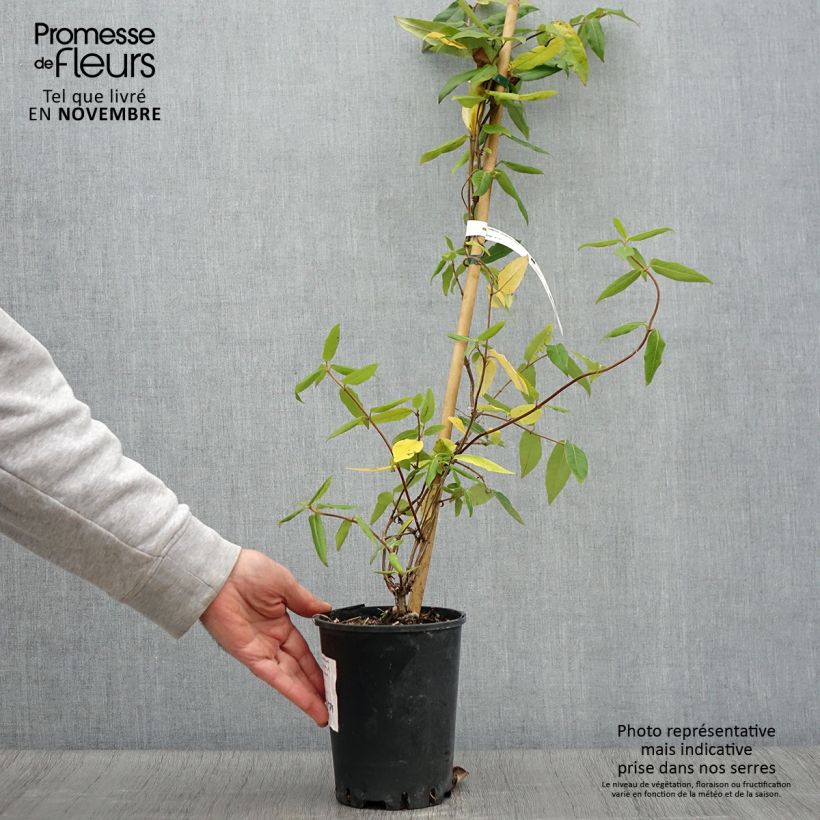 Example of Lonicera henryi Caprilia Ever - Immergrünes Geißblatt Topf mit 2L/3L as you get in automne