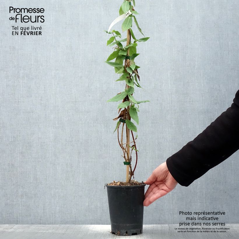 Exemplar von Lonicera henryi Caprilia Ever - Immergrünes Geißblatt Topf mit 2L/3L wie im Winter geliefert