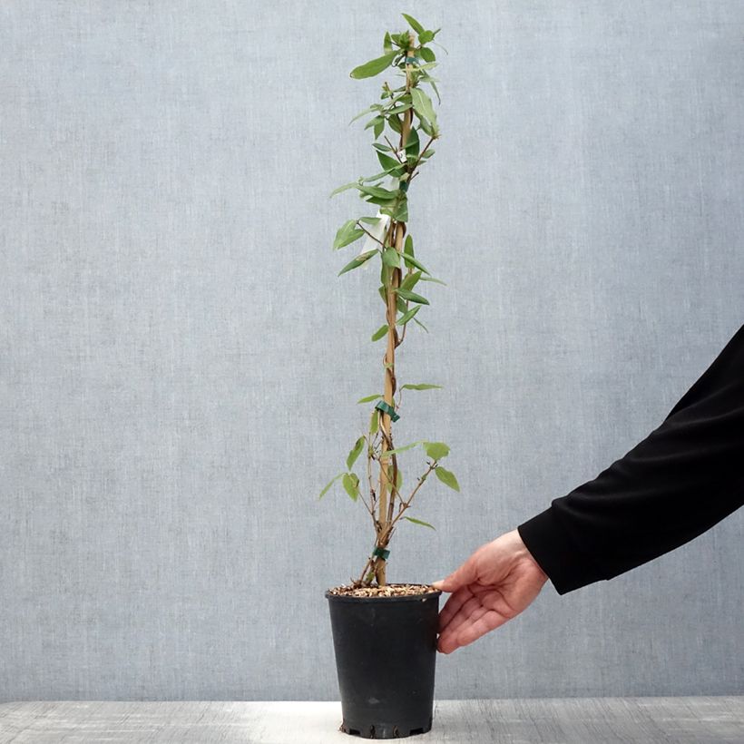 Exemplar von Lonicera henryi Caprilia Ever - Immergrünes Geißblatt Topf mit 2L/3L wie im Frühjahr geliefert