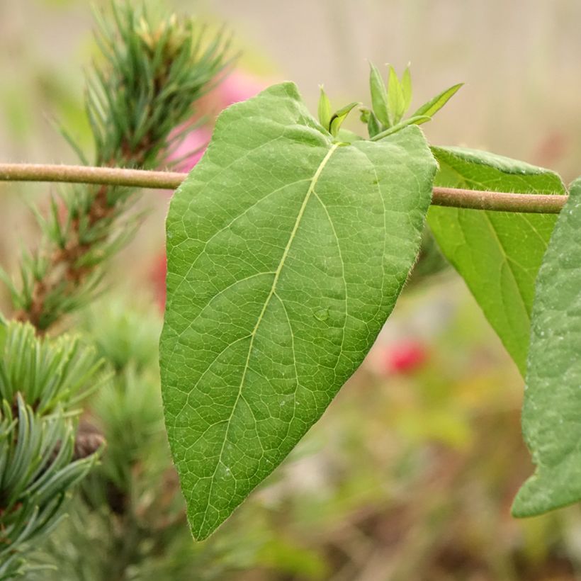 Lonicera henryi Caprilia Ever - Immergrünes Geißblatt (Foliage)