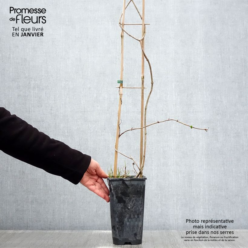 Exemplar von Lonicera periclymenum Graham thomas - Wald-Geißschlinge Topf mit 2L/3L wie im Winter geliefert