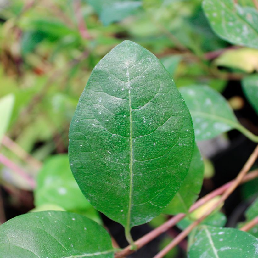 Lonicera periclymenum Serotina - Wald-Geißschlinge (Foliage)