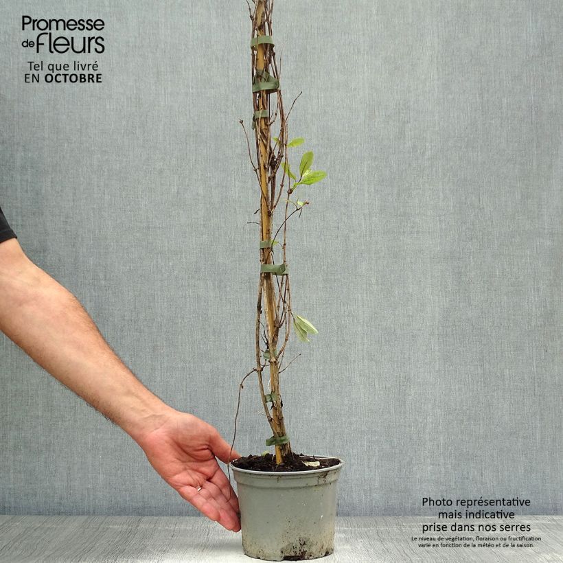 Example of Lonicera periclymenum Serotina - Wald-Geißschlinge Topf mit 2L/3L as you get in automne