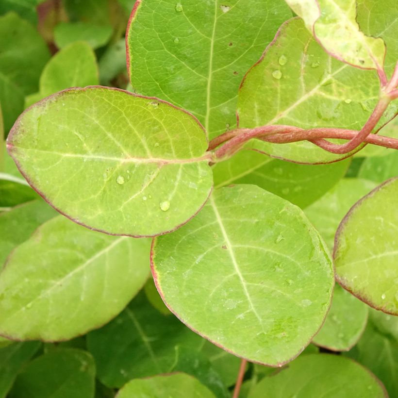 Lonicera brownii Dropmore Scarlet - Rote Geißschlinge (Foliage)