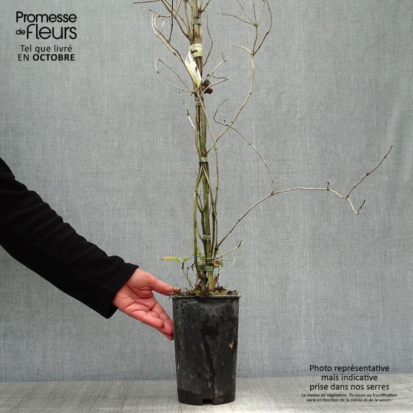 Example of Lonicera brownii Dropmore Scarlet - Rote Geißschlinge Topf mit 2L/3L as you get in automne